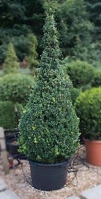 Click to see larger picture