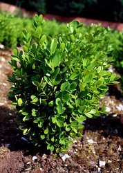 Click to see larger picture